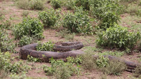 large python slithers through dry grass and shrubs in the wilderness of crescent island, kenya