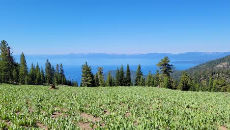 exuberantes colinas verdes y bosques con lago tahoe y cielo azul en la distancia en verano