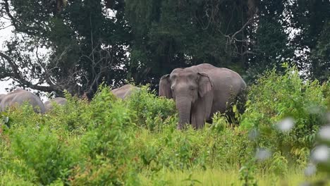 Seen-in-between-tall-grass-as-others-move-to-the-left-at-the-background-during-a-windy-afternoon,-Indian-Elephant,-Elephas-maximus-indicus,-Thailand