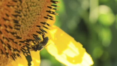 honeybees carefully harvesting the nectar and pollen from a sunflower