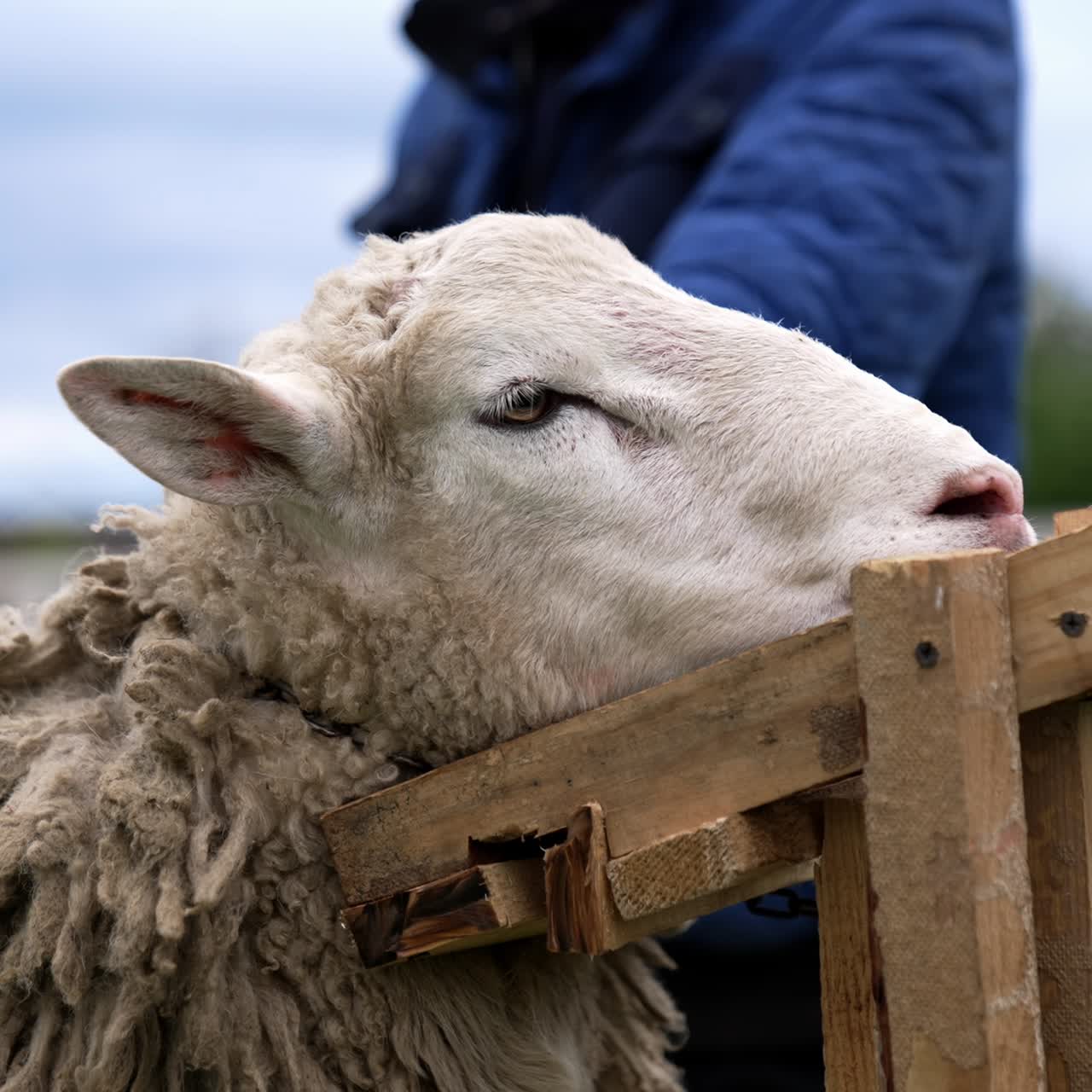 Face of a tied sheep on a farm. Shearing sheep. Beautiful white animal standing while shearing wool fleece of a sheep. Close-up