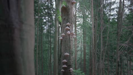 tree overgrown with mushrooms