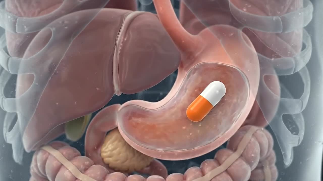 Transparent human torso showing detailed liver anatomy with surrounding organs in advanced medical visualization