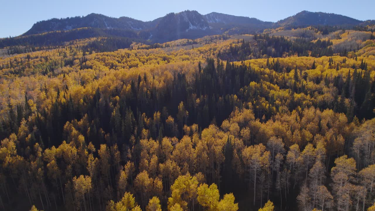 Ampia ripresa aerea delle cime gialle dei pioppi tremuli circondate da montagne innevate nello Utah.