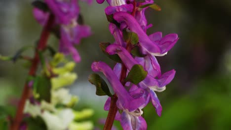 inflorescence of pink corydalis cava. macro, pedestal rising