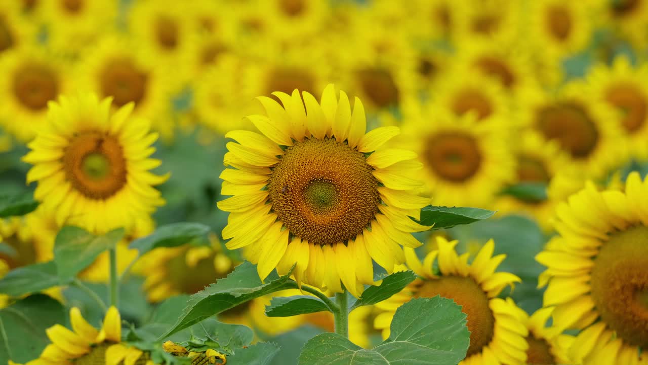 벌들이 꽃가루를 뿌리기 위해 올 때 흔들리고 움직이는 이 일반적인 해바라기들의 타임스 (helianthus annuus, 태국)