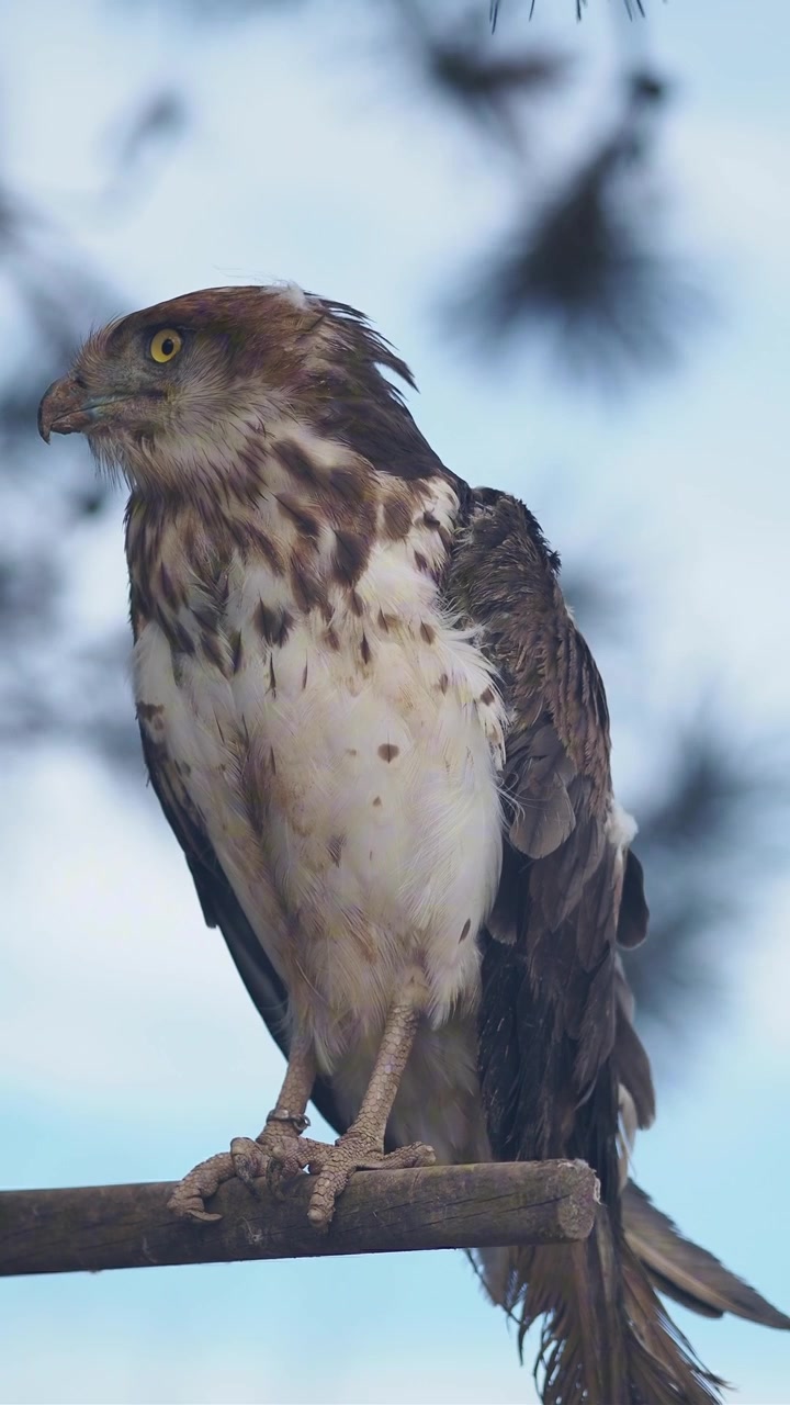 Close-up de um falcão majestoso empoleirado em um galho de madeira
