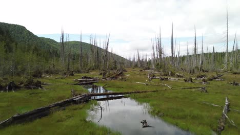 deadwood trees cover swamp landscape on moresby island, aerial shot, bc, canada