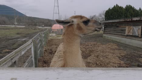 Llama-Marrón-Claro-Mirando-Por-Encima-De-La-Valla-En-La-Granja-Del-Zoológico-De-Mascotas