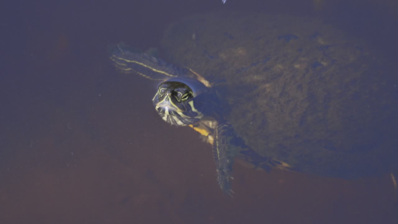 окрашенная черепаха вытягивает голову из воды и продолжает плавать.