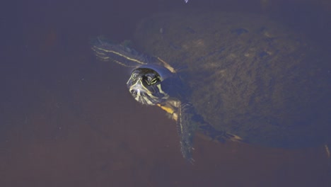 painted turtle poking head out of water and continuing swimming on