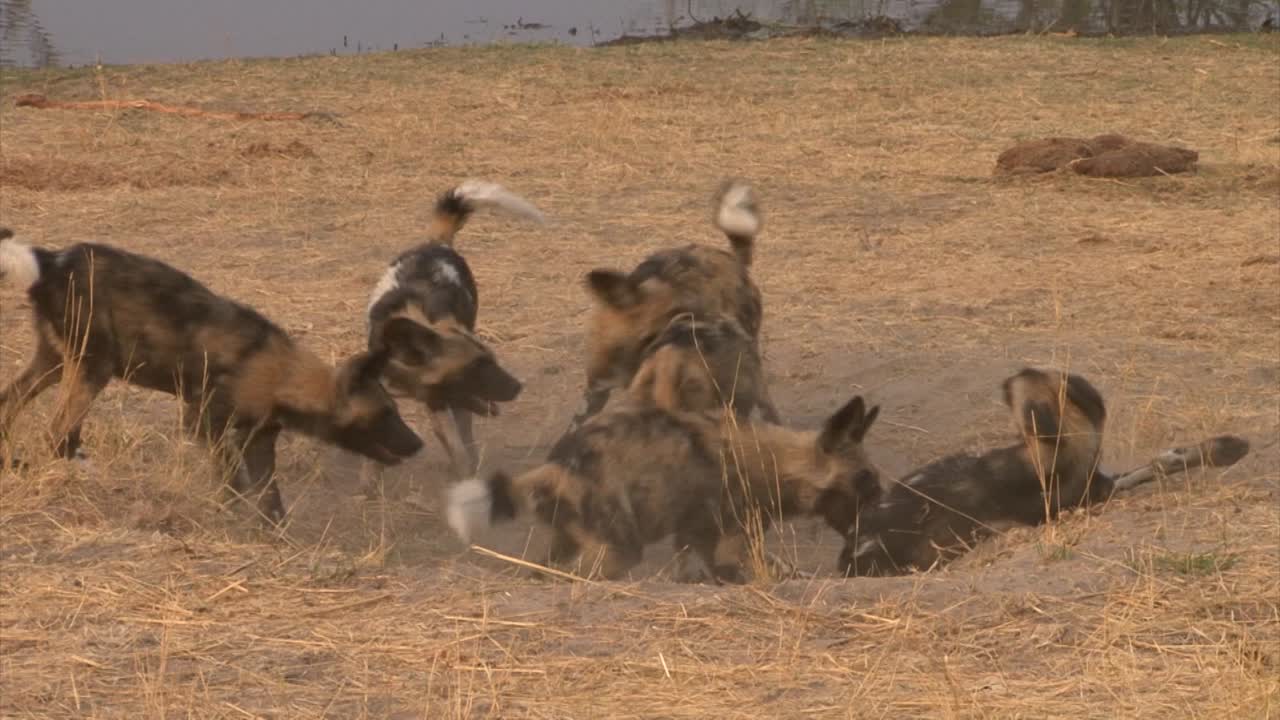 연못 옆 모래 굴에서 놀고 있는 7-9마리의 아프리카 들개, 건기에는 아침 빛