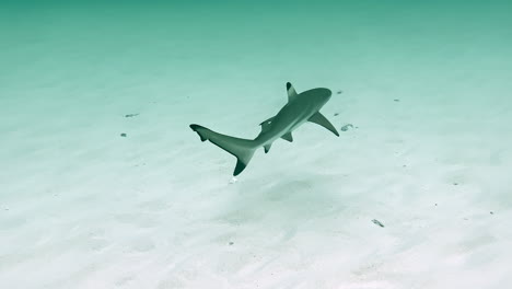 Baby-blacktip-reef-shark-swimming-above-sandy-ocean-bottom-in-Thailand,-Maya-Bay