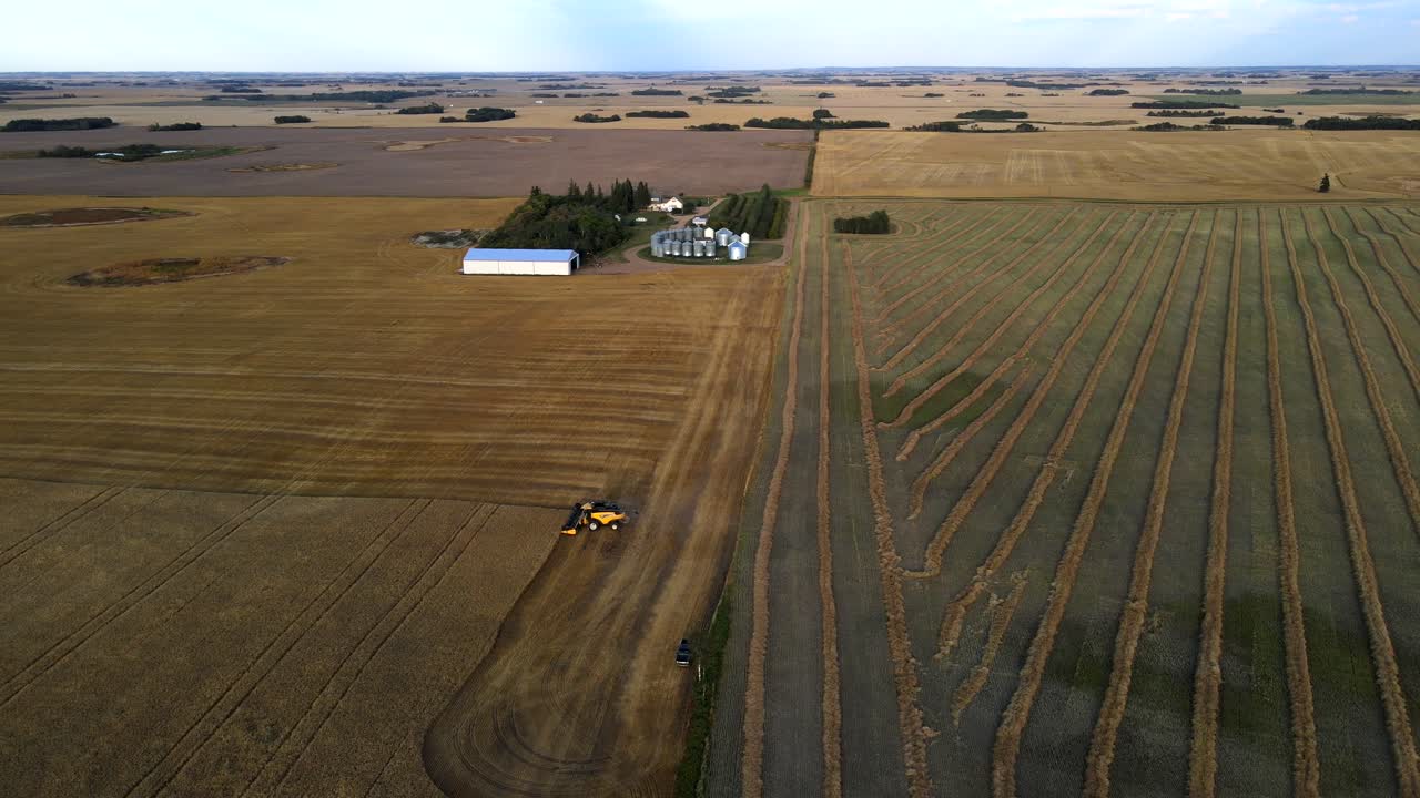 зерноуборочный комбайн собирает урожай пшеницы