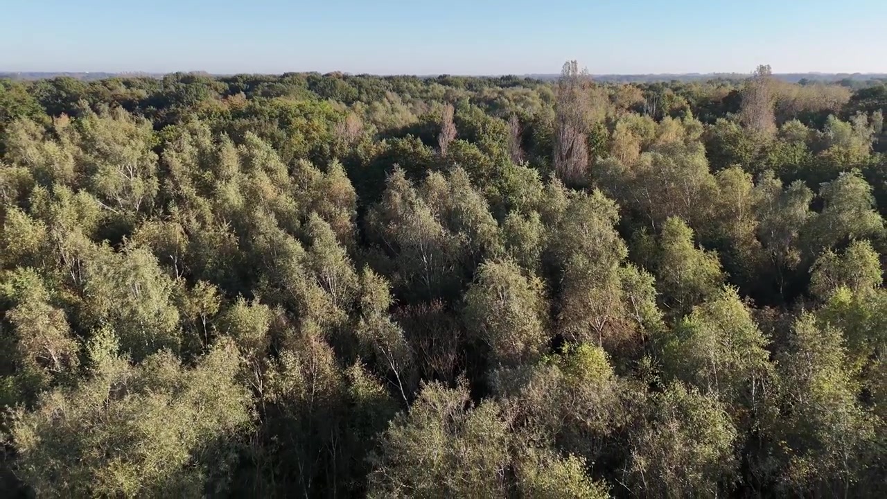 Ripresa con drone sopra una foresta con cielo azzurro limpido che rivela altri alberi.