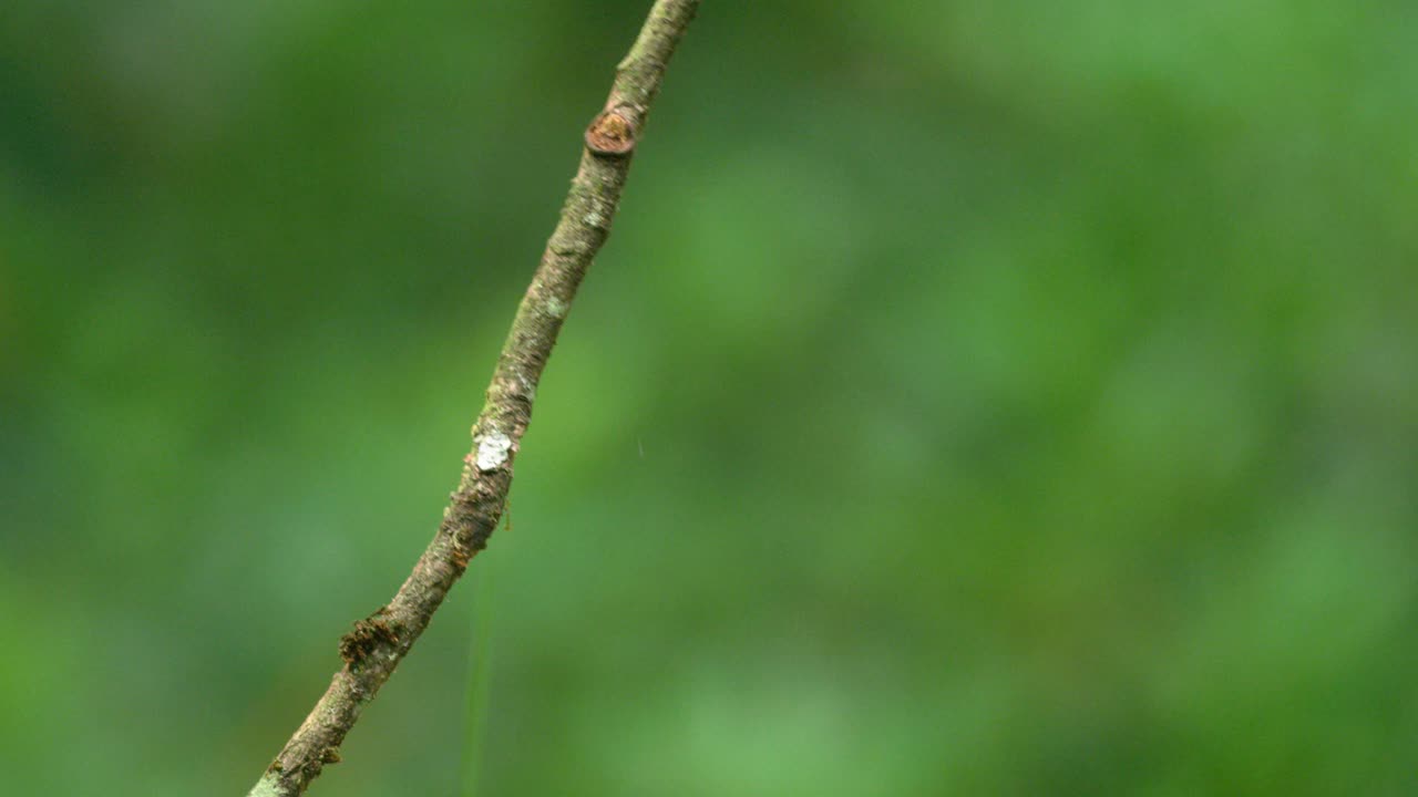 Colorful Nuthatch cling to twig before jumping and plunging down out of frame