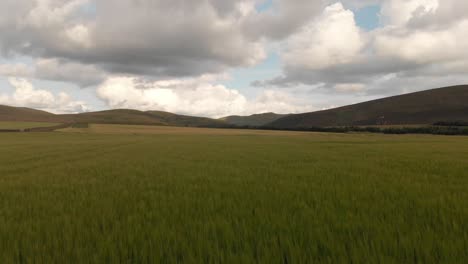 Campos-De-Trigo-En-Las-Colinas-De-Pentland,-Escocia--Vista-Aérea