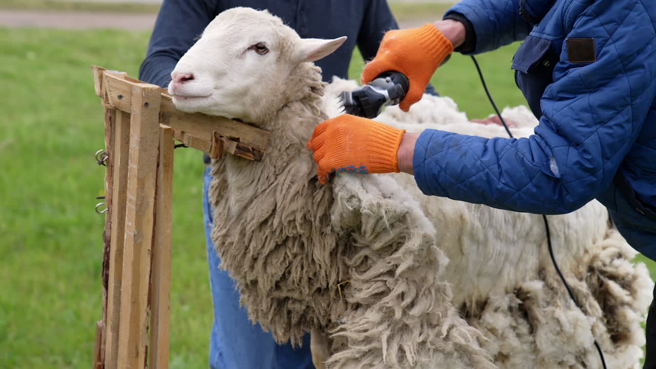 Shearing machine cutting wool of a sheep. Farmer shearing sheep with electric clipper outdoors. A beautiful sheep standing calmly on a farm.