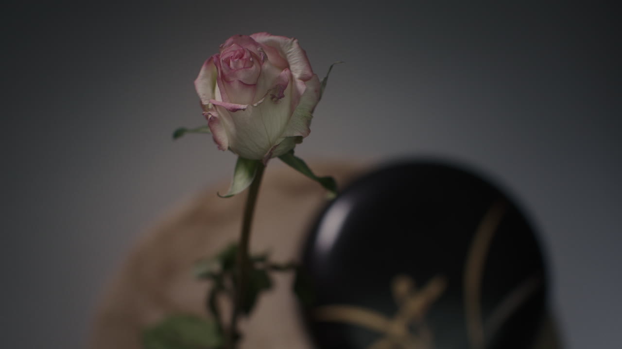 Timelapse: una rosa appassisce in un vaso