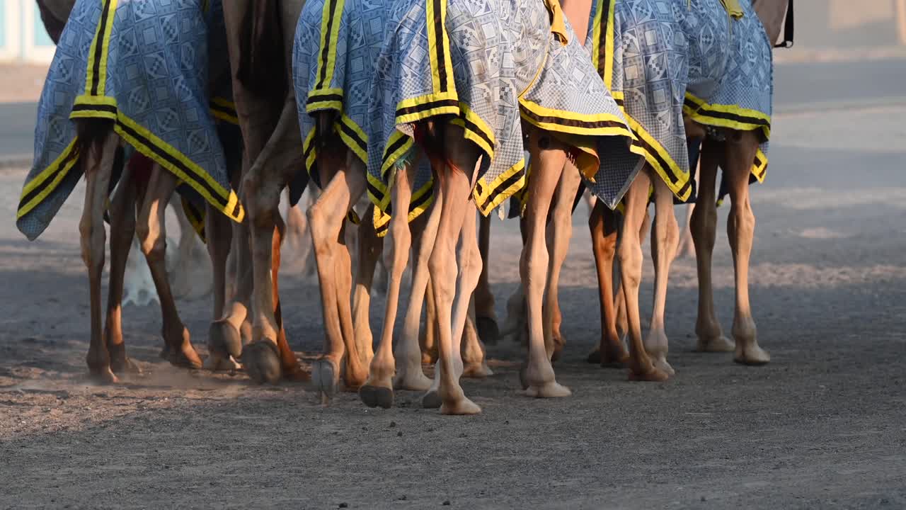 4k: una caravana de camellos durante su ejercicio diario en un campamento de camellos en dubai, emiratos árabes unidos, camello en el desierto del golfo pérsico