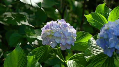 Nahaufnahme-Einer-Ajisai-Hortensie-In-Japan,-Die-Sanft-Im-Wind-Weht