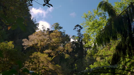 hermosa foto de la jungla que muestra una flora asombrosa con especies de plantas y árboles contra el cielo azul y la luz del sol
