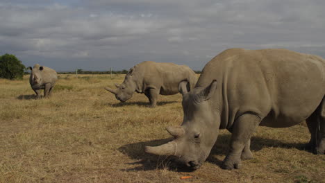 endangered female northern white rhinoceros in ol pejeta, kenya