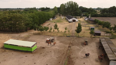 parque ecuestre, caballos, campo, tiro con drones