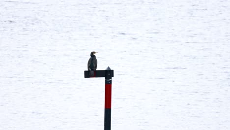 El-Gran-Cormorán-Se-Relaja-En-Un-Puesto-Marítimo-En-Skodjebruene,-En-Las-Afueras-De-Ålesund