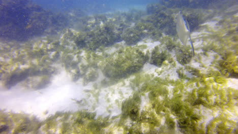 Palometa-makrelenfische,-Die-In-Der-Nähe-Des-Sandigen-Ozeanbodens-Vor-Der-Küste-Arubas-Schwimmen