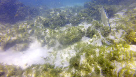 palometa jack fish nadando cerca del suelo arenoso del océano frente a la costa de aruba