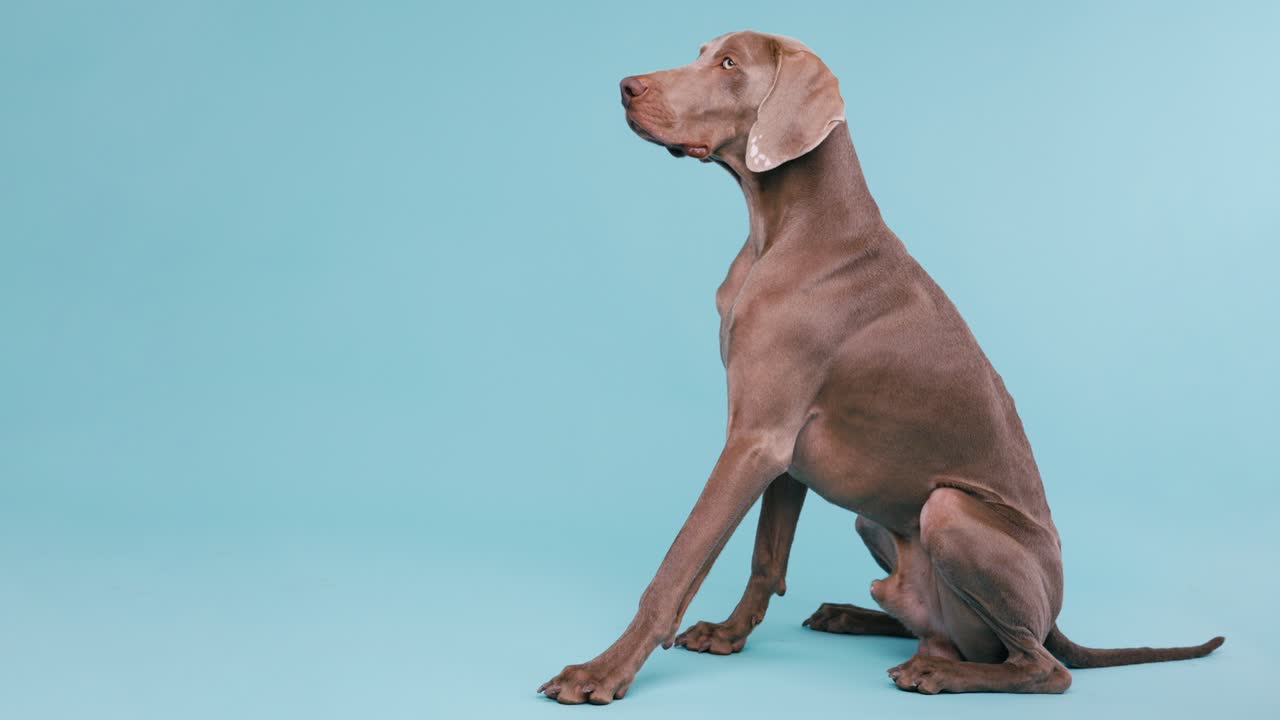 Weimaraner dog sitting in studio