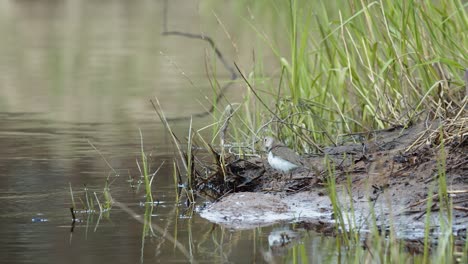 Common-sandpiper-is-looking-for-food-at-river-bank-mud-in-spring