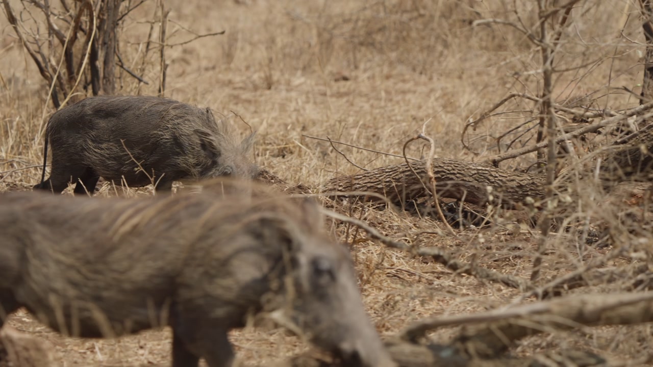 Warthogs walking in slow motion beside the camera in Kruger National Park, South Africa. Side tracking shot shows two animals moving through dry savanna bush and grass.