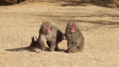 macacos japoneses acicalándose en el suelo