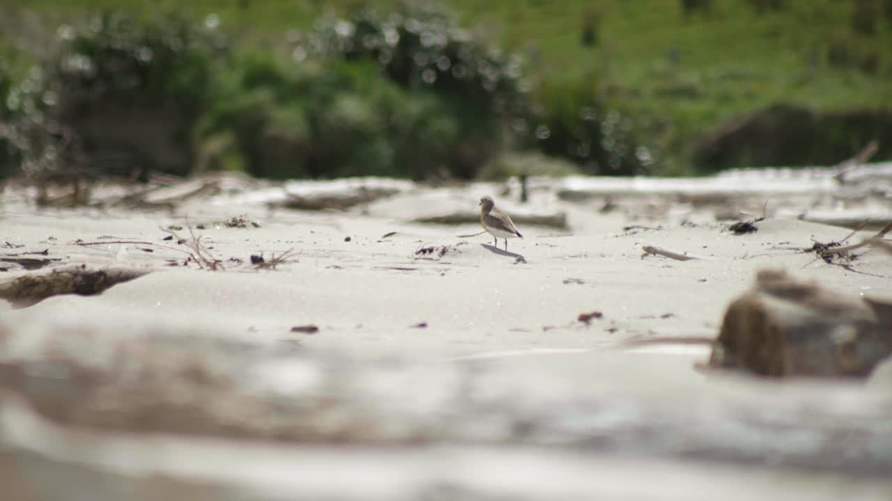 매력적 인 새 의 아름다움 을 자연적 인 환경 에서 보여주는 매혹적 인 전시물 인 뉴질랜드 도트 ⁇  이 떠나가는 것 을 지켜보십시오