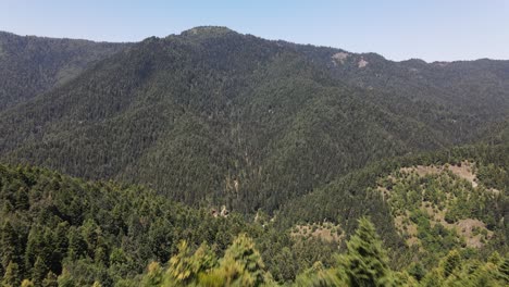 Bosque-De-Montaña-De-árboles-Naturales