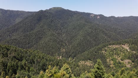 bosque de montaña de árboles naturales