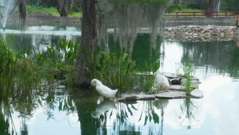 Enten-Hängen-Am-Teich-Herum