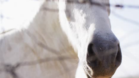 Close-up-of-white-horse-with-brown-eyes-at-farm,-slow-motion
