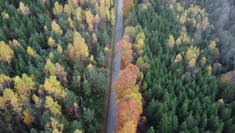 aerial view of a road slicing through autumnal forest