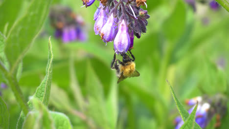 Videoaufnahmen-Einer-Hummel,-Die-An-Einem-Englischen-Sommertag-Pollen-Von-Einer-Wilden-Distel-Sammelt