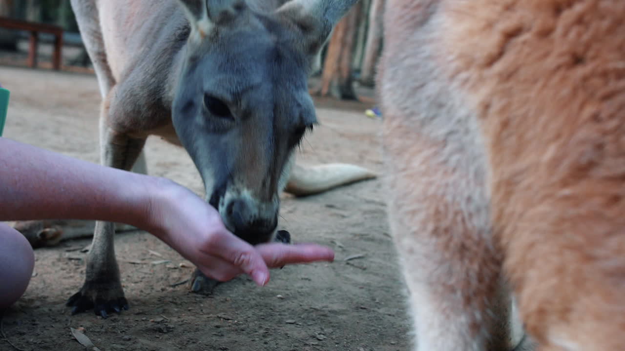 Hand feeding adorable, friendly Kangaroos - close up
