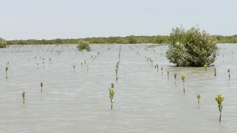 filas de cultivos plantados en una plantación de manglares en baluchistán