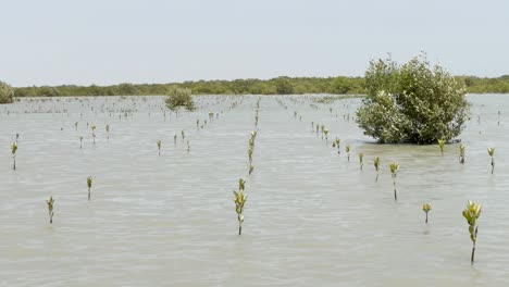 rows of crops planted in a mangrove plantation in balochistan