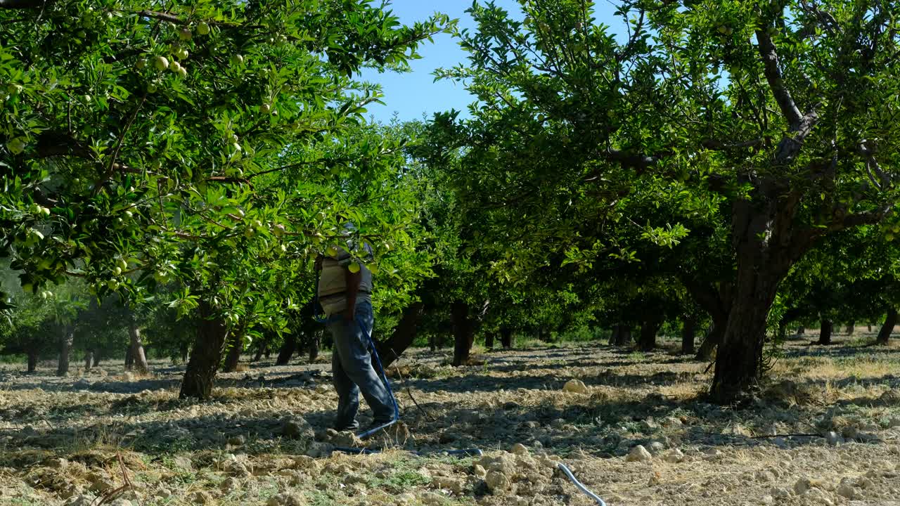 человек распыляет деревья