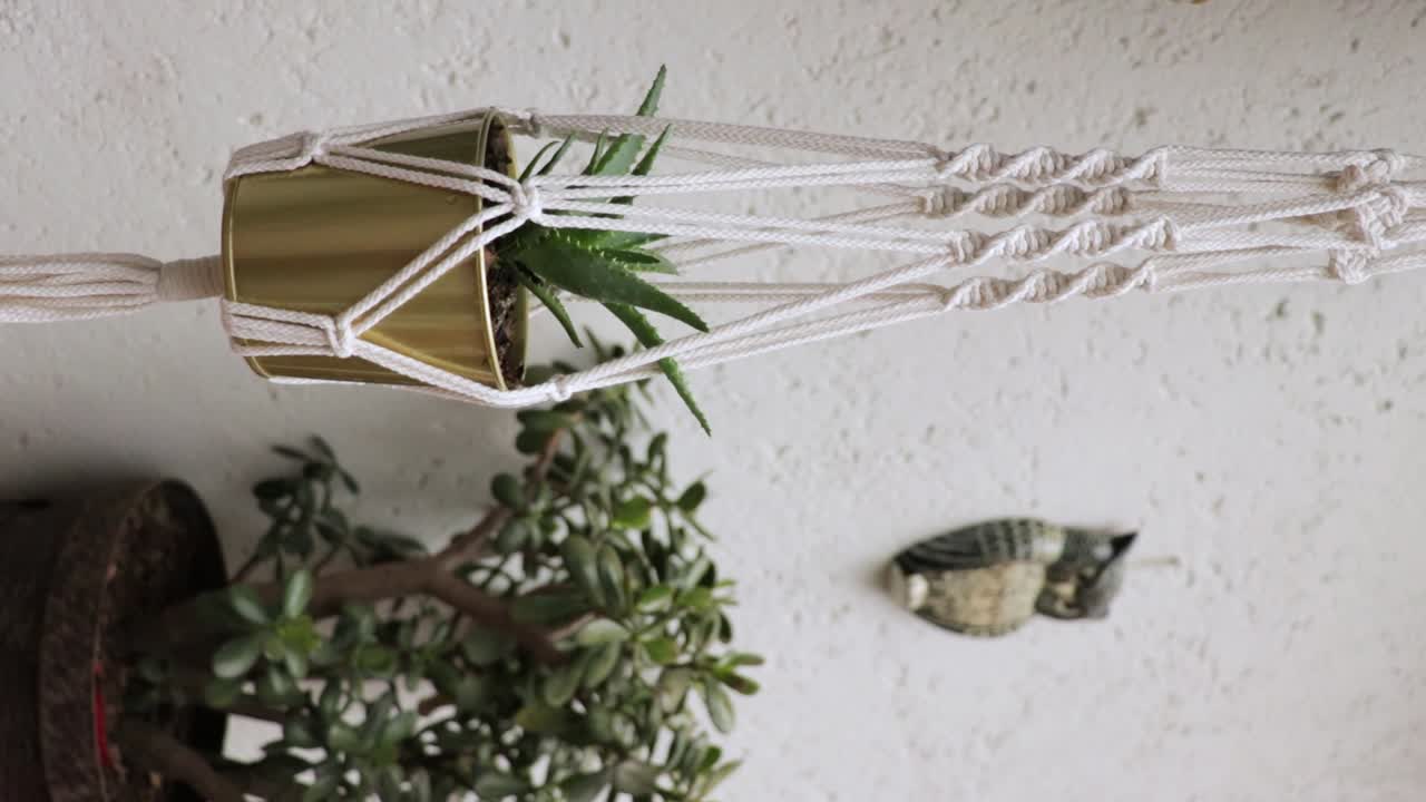 Aloe vera plant in a hanging pot, house plant vertical video