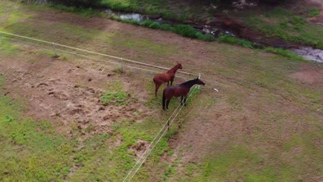 Toma-De-Un-Dron-De-Dos-Caballos-Marrones-Parados-En-La-Esquina-De-Un-Potrero-Con-Vista-A-Un-Pequeño-Arroyo