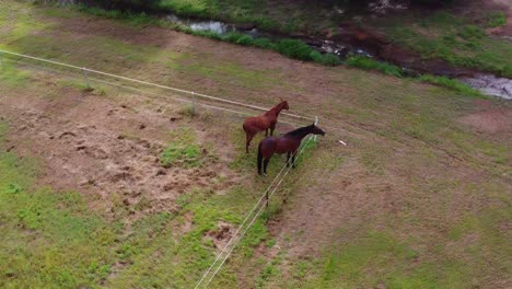 toma de un dron de dos caballos marrones parados en la esquina de un potrero con vista a un pequeño arroyo