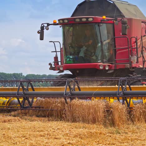 large red harvester comes closer to the camera. huge auger cuts the last spikelets. combine auger close up